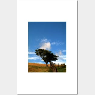 Tree on a Hill Posters and Art